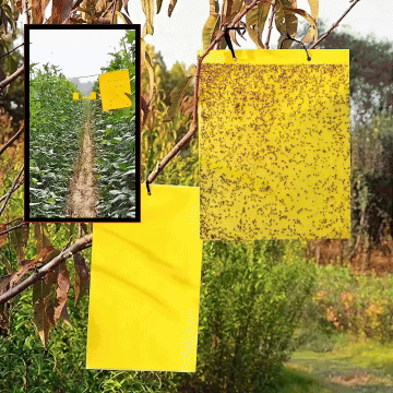 InsectCatcher™ – Комплект от 60 лепкави капана за летящи насекоми